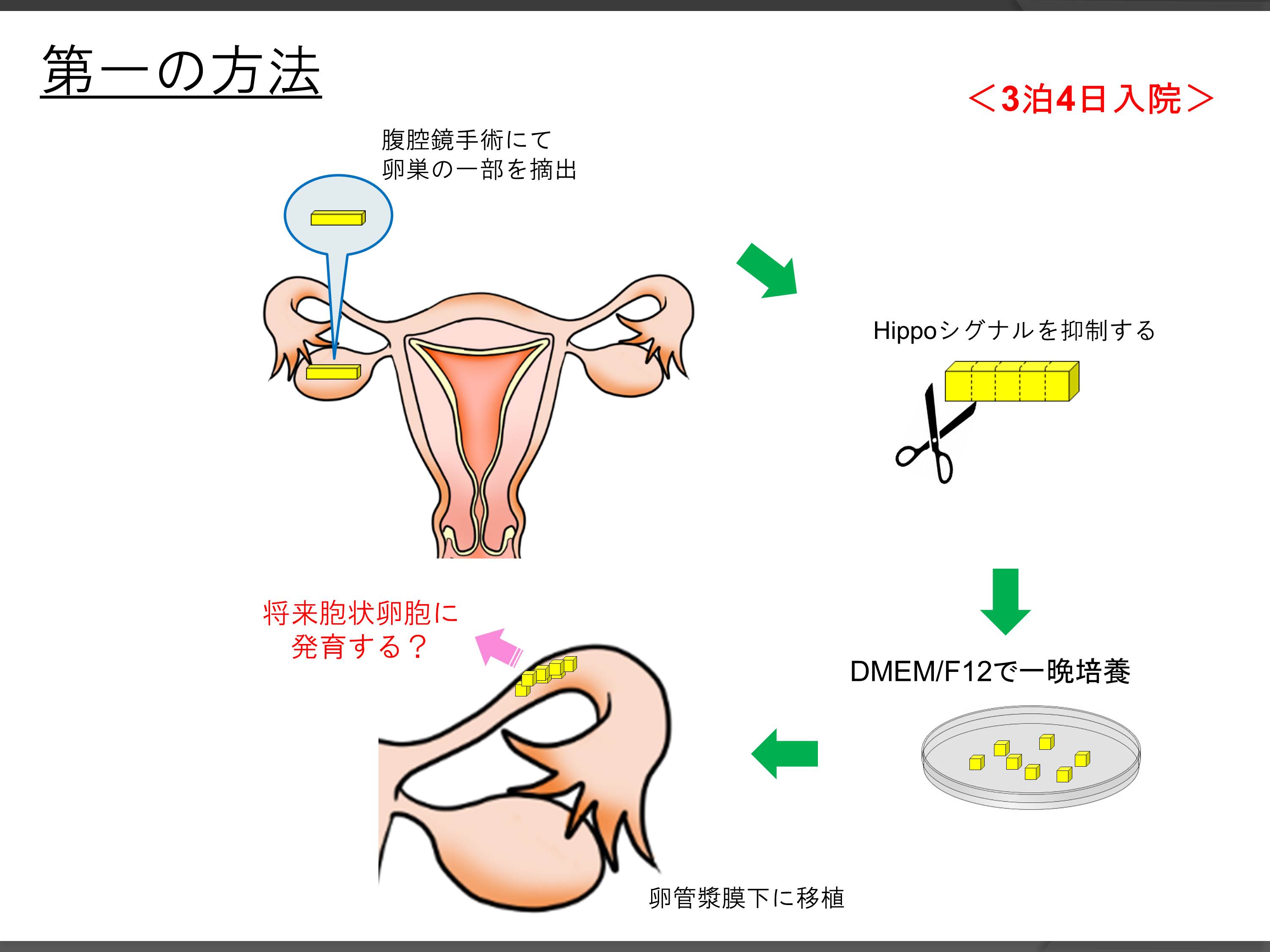 新しい卵巣機能低下の回復法 セントマザー産婦人科医院